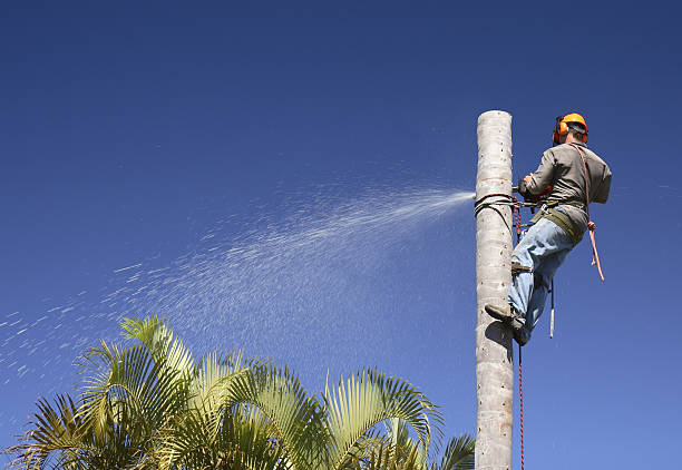 Best Arborist Consultation Services  in Midland, TX