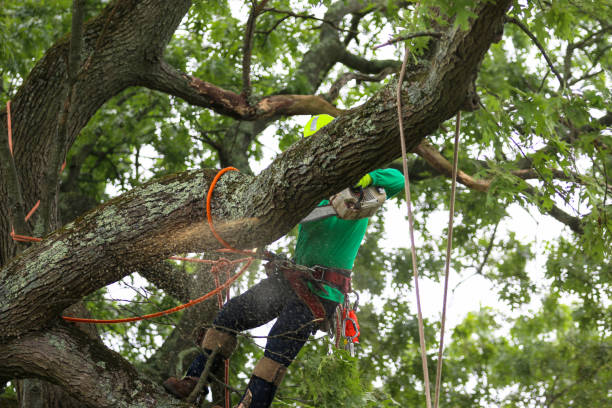 Best Tree Trimming and Pruning  in Midland, TX