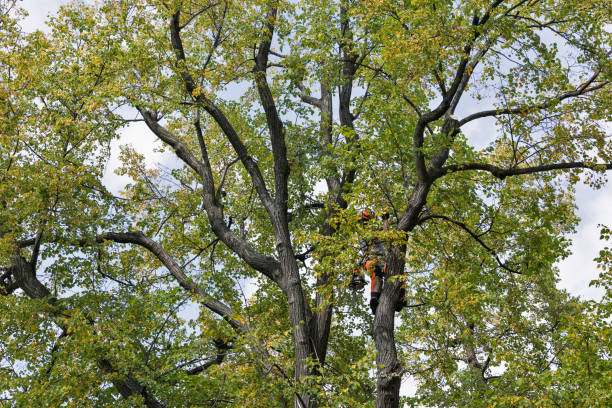 Best Tree Preservation Services  in Midland, TX